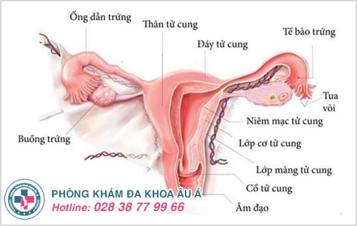 Viêm ngứa phụ khoa