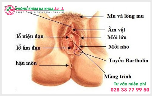 nguyen-nhan-gay-viem-tuyen-bartholin
